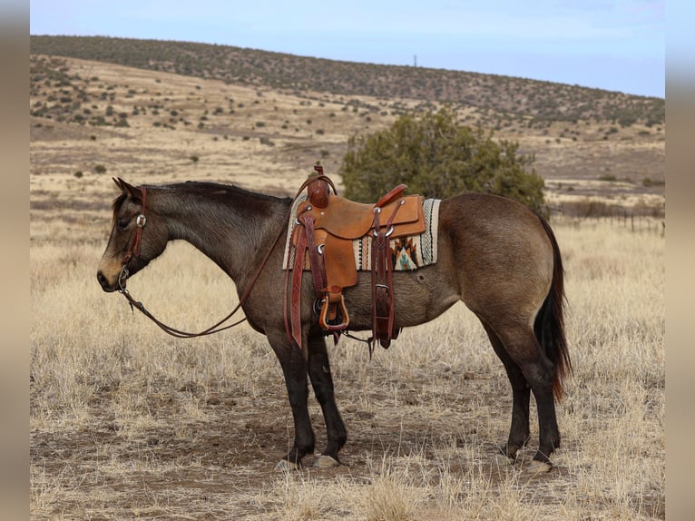 American Quarter Horse Giumenta 5 Anni 152 cm Pelle di daino in Camp Verde, AZ