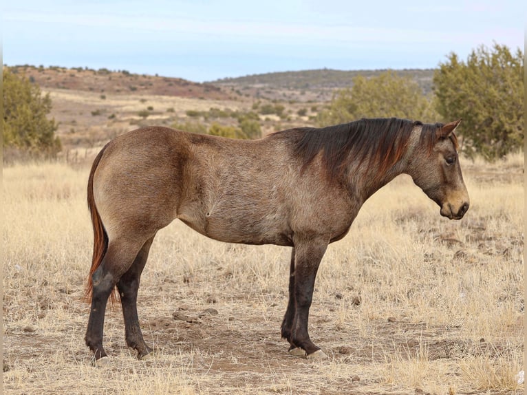 American Quarter Horse Giumenta 5 Anni 152 cm Pelle di daino in Camp Verde, AZ