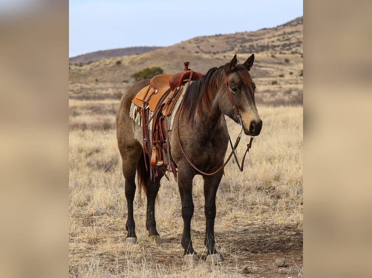 American Quarter Horse Giumenta 5 Anni 152 cm Pelle di daino in Camp Verde, AZ