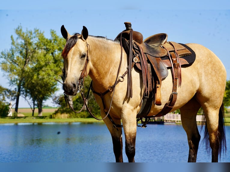 American Quarter Horse Giumenta 5 Anni 152 cm Pelle di daino in Corsica