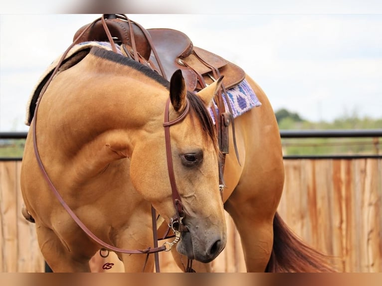 American Quarter Horse Giumenta 5 Anni 152 cm Pelle di daino in Graham, TX