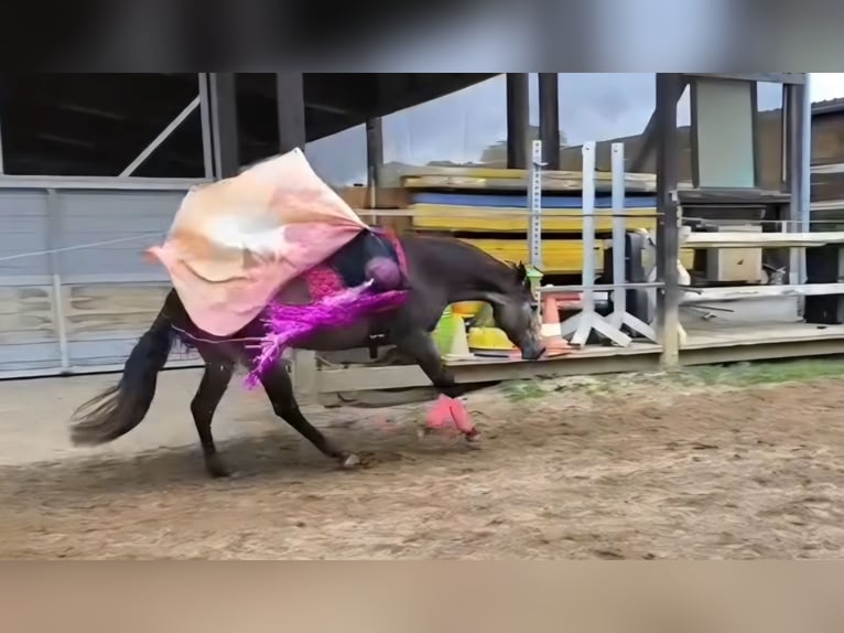 American Quarter Horse Giumenta 5 Anni 152 cm Pelle di daino in Haldenwang