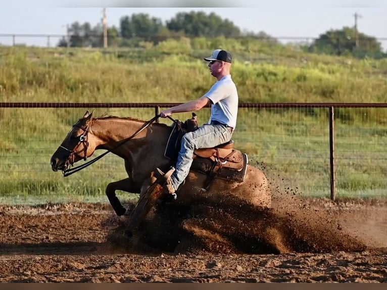 American Quarter Horse Giumenta 5 Anni 152 cm Red dun in Waco, TX