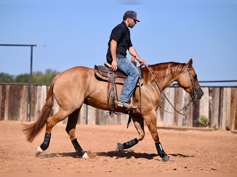 American Quarter Horse Giumenta 5 Anni 152 cm Red dun in Waco, TX