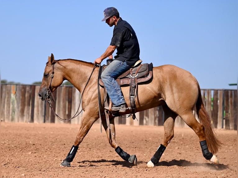 American Quarter Horse Giumenta 5 Anni 152 cm Red dun in Waco, TX