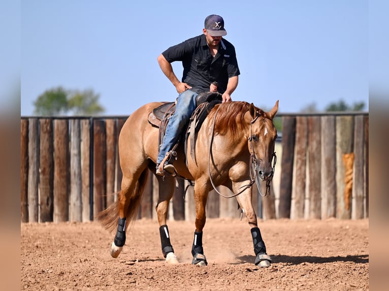 American Quarter Horse Giumenta 5 Anni 152 cm Red dun in Waco, TX