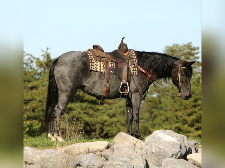 American Quarter Horse Mix Giumenta 5 Anni 152 cm Roano blu in Rebersburg