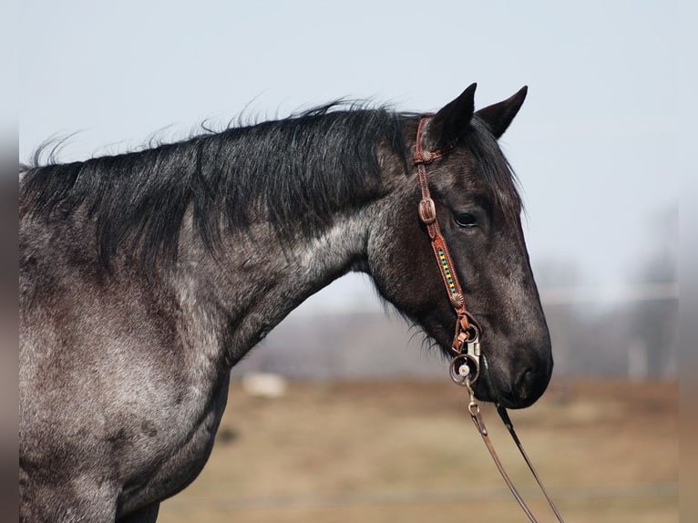 American Quarter Horse Giumenta 5 Anni 152 cm Roano blu in Parkers Lake KY