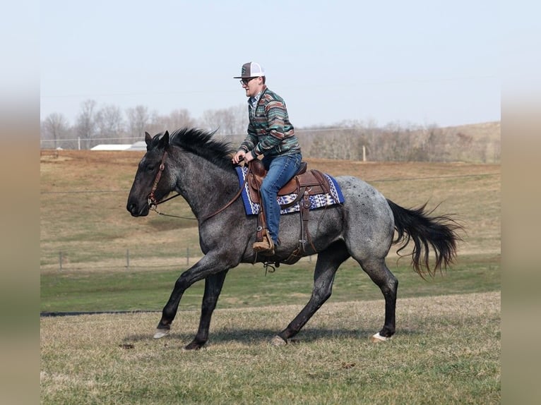 American Quarter Horse Giumenta 5 Anni 152 cm Roano blu in Parkers Lake KY