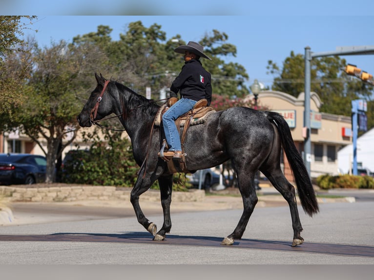 American Quarter Horse Giumenta 5 Anni 152 cm Roano blu in Joshua