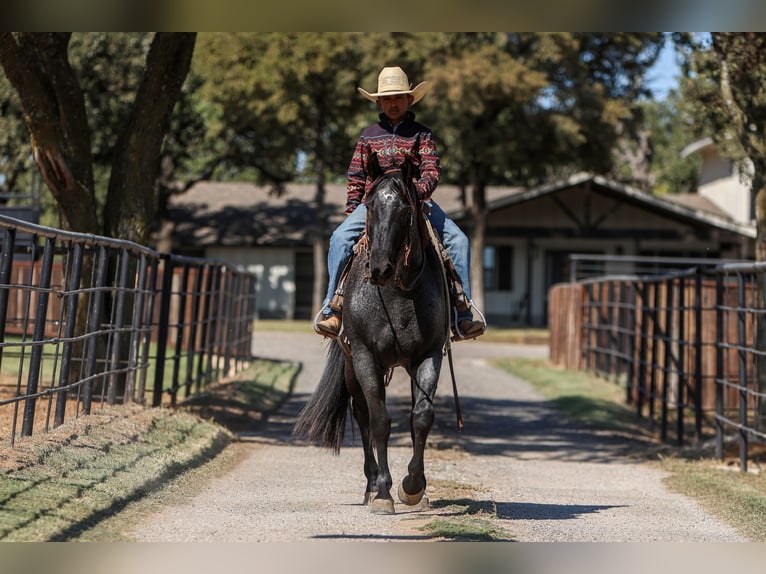 American Quarter Horse Giumenta 5 Anni 152 cm Roano blu in Joshua