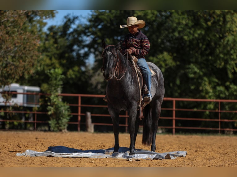 American Quarter Horse Giumenta 5 Anni 152 cm Roano blu in Joshua