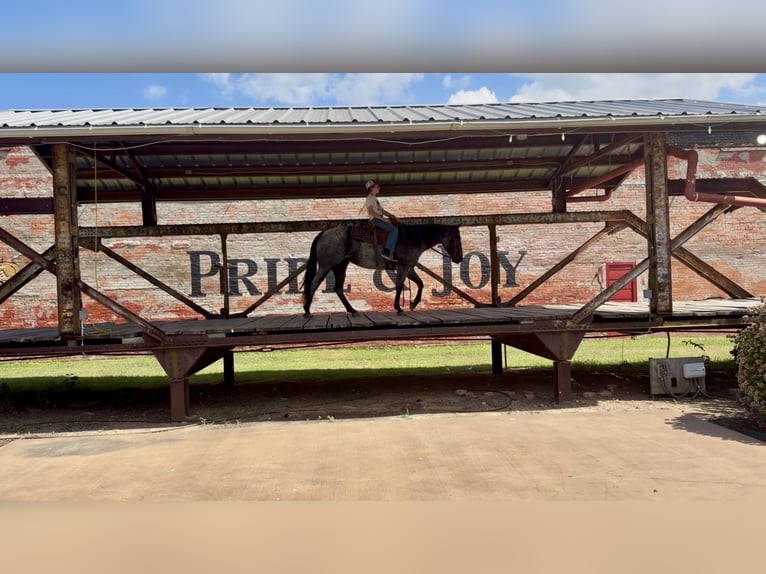 American Quarter Horse Giumenta 5 Anni 152 cm Roano blu in Kaufman