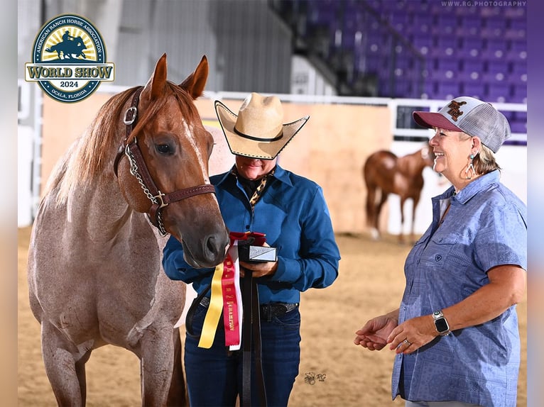 American Quarter Horse Giumenta 5 Anni 152 cm Roano rosso in Vidalia