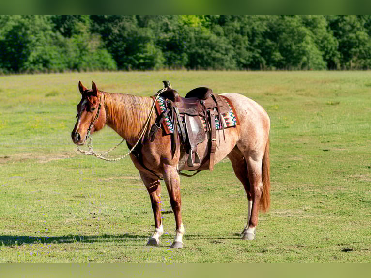 American Quarter Horse Giumenta 5 Anni 152 cm Roano rosso in Vidalia