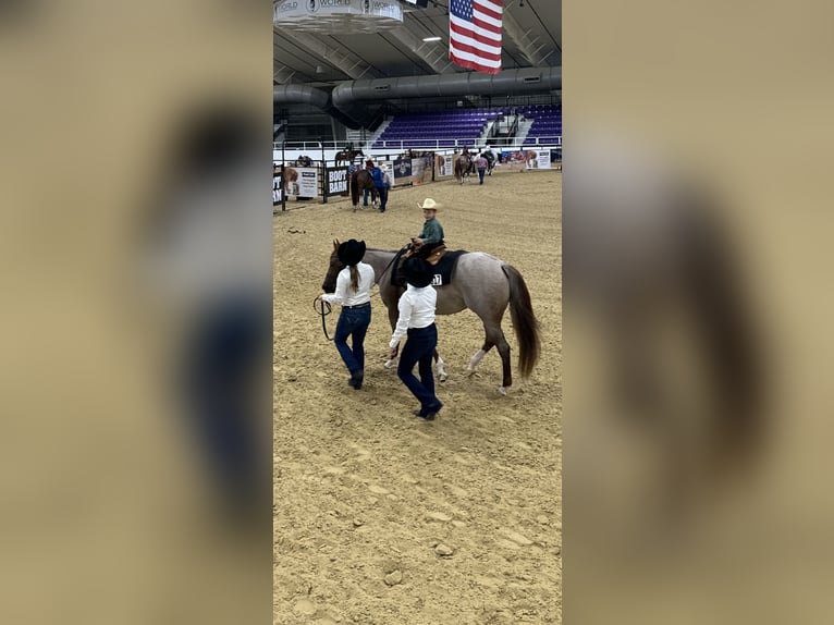 American Quarter Horse Giumenta 5 Anni 152 cm Roano rosso in Vidalia