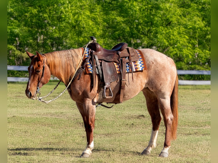 American Quarter Horse Giumenta 5 Anni 152 cm Roano rosso in Vidalia