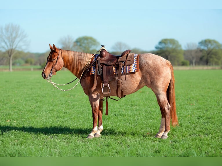 American Quarter Horse Giumenta 5 Anni 152 cm Roano rosso in Vidalia