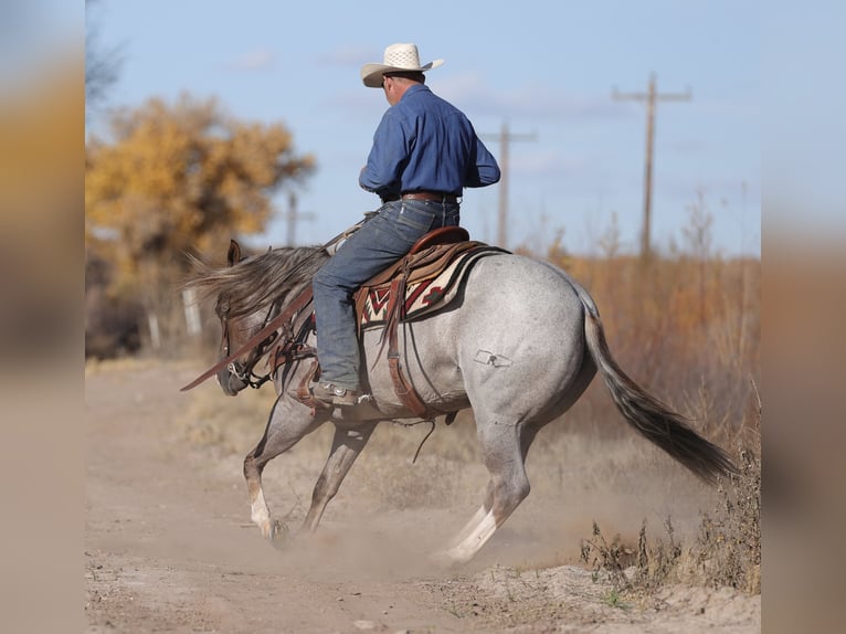 American Quarter Horse Giumenta 5 Anni 152 cm Roano rosso in Belen