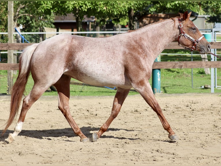 American Quarter Horse Giumenta 5 Anni 152 cm Roano rosso in Wadersloh