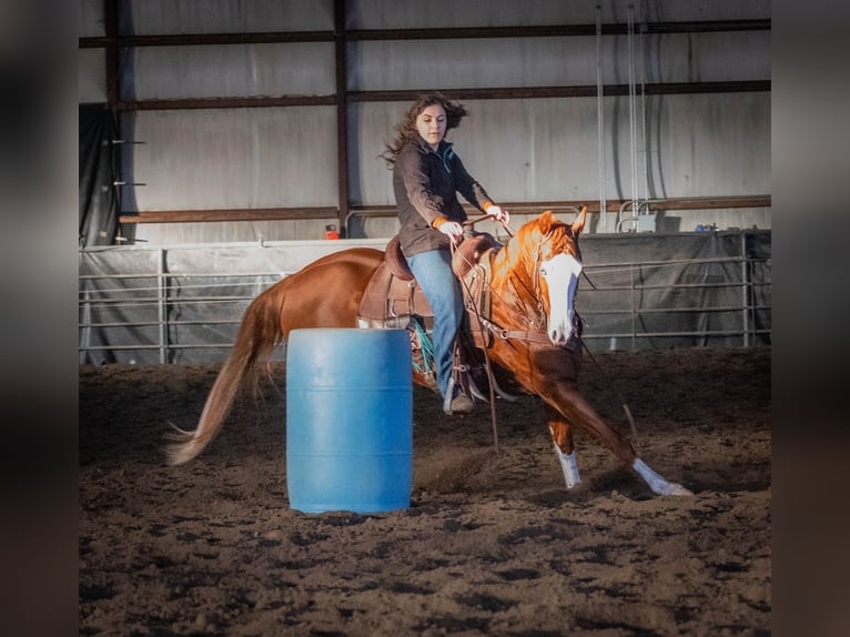 American Quarter Horse Giumenta 5 Anni 152 cm Sauro ciliegia in Hamilton