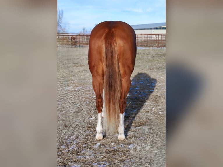 American Quarter Horse Giumenta 5 Anni 152 cm Sauro ciliegia in Hamilton