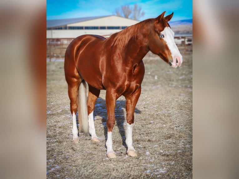 American Quarter Horse Giumenta 5 Anni 152 cm Sauro ciliegia in Hamilton