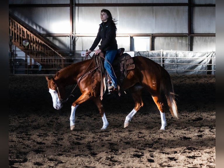 American Quarter Horse Giumenta 5 Anni 152 cm Sauro ciliegia in Hamilton