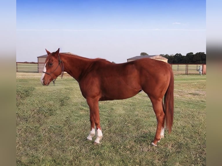 American Quarter Horse Giumenta 5 Anni 152 cm Sauro ciliegia in Loveland, CO American Quarter Horse Giumenta 5 Anni 152 cm Sauro ciliegia in Loveland, CO