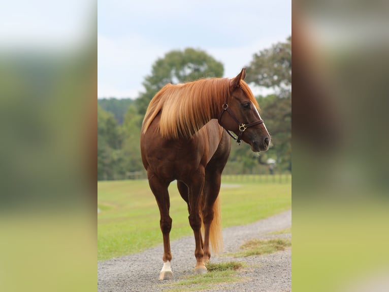 American Quarter Horse Giumenta 5 Anni 152 cm Sauro ciliegia in Lucedale, MS