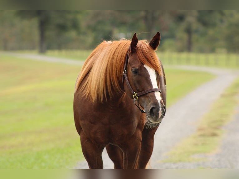 American Quarter Horse Giumenta 5 Anni 152 cm Sauro ciliegia in Lucedale, MS