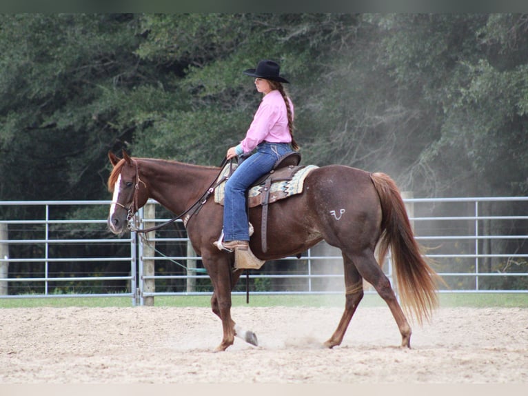 American Quarter Horse Giumenta 5 Anni 152 cm Sauro ciliegia in Lucedale, MS