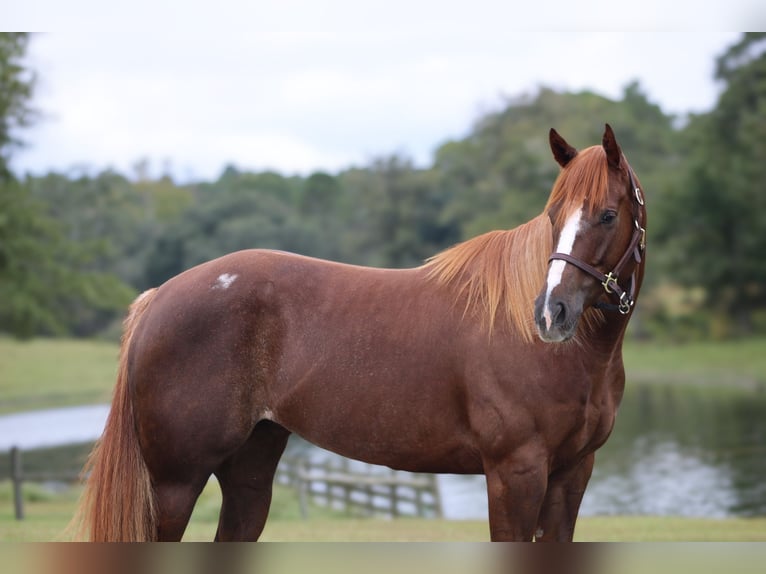 American Quarter Horse Giumenta 5 Anni 152 cm Sauro ciliegia in Lucedale, MS