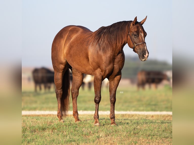 American Quarter Horse Giumenta 5 Anni 152 cm Sauro ciliegia in Stephenville, TX