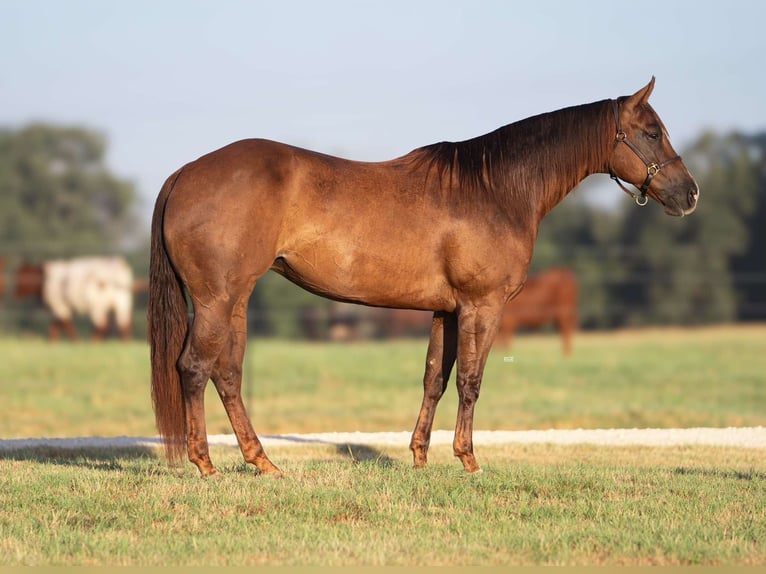 American Quarter Horse Giumenta 5 Anni 152 cm Sauro ciliegia in Stephenville, TX