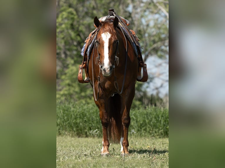 American Quarter Horse Giumenta 5 Anni 152 cm Sauro ciliegia in River Falls, WI