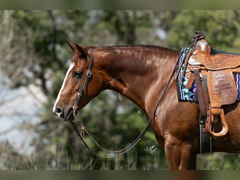 American Quarter Horse Giumenta 5 Anni 152 cm Sauro ciliegia in River Falls, WI