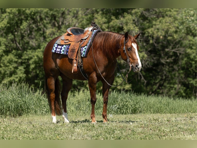 American Quarter Horse Giumenta 5 Anni 152 cm Sauro ciliegia in River Falls, WI