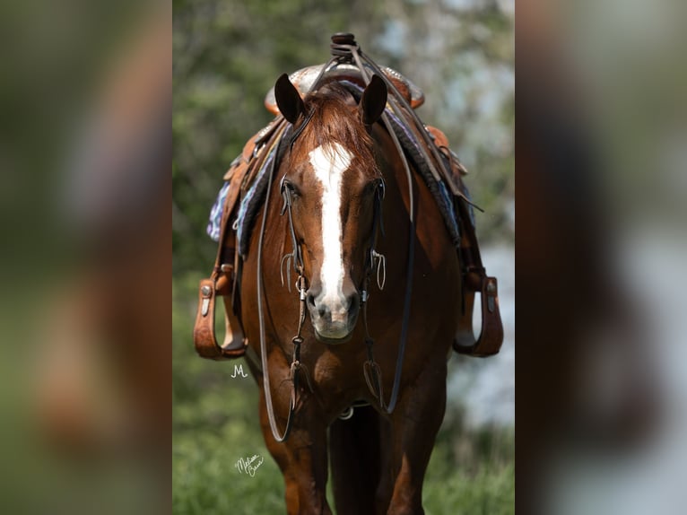 American Quarter Horse Giumenta 5 Anni 152 cm Sauro ciliegia in River Falls, WI