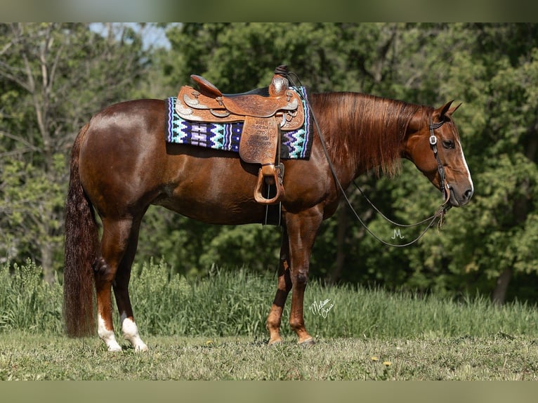 American Quarter Horse Giumenta 5 Anni 152 cm Sauro ciliegia in River Falls, WI