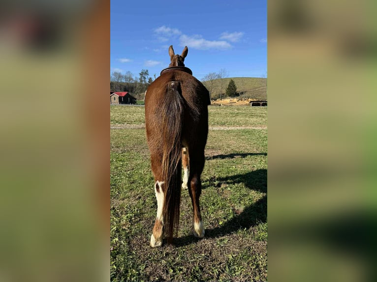American Quarter Horse Giumenta 5 Anni 152 cm Sauro scuro in Grassy Creek KY