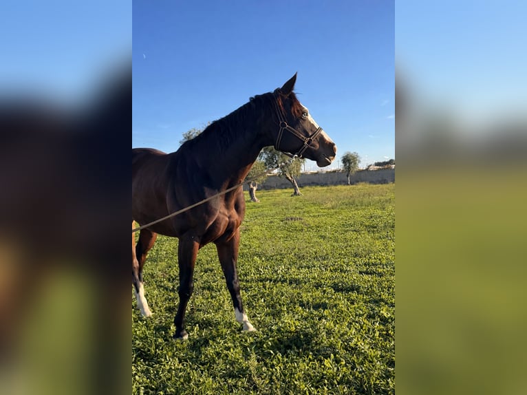 American Quarter Horse Giumenta 5 Anni 153 cm Baio scuro in Bari