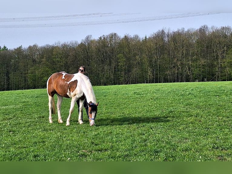 American Quarter Horse Mix Giumenta 5 Anni 153 cm Pezzato in Künzell