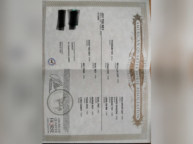 American Quarter Horse Giumenta 5 Anni 153 cm Sauro in Ottenhofen