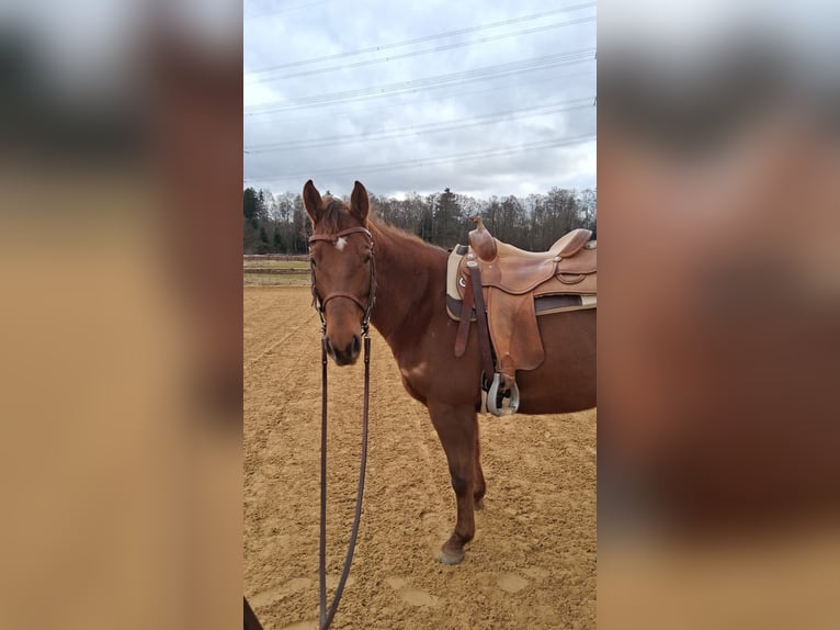 American Quarter Horse Giumenta 5 Anni 153 cm Sauro scuro in Unterföhring