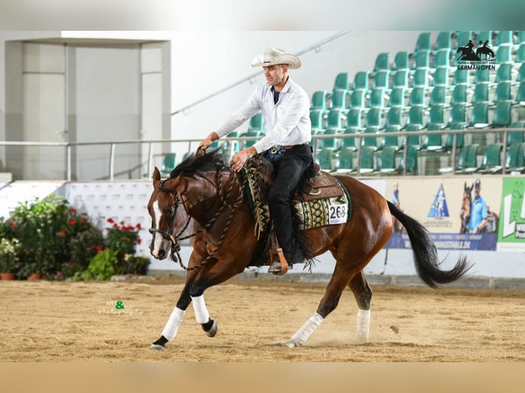 American Quarter Horse Giumenta 5 Anni 154 cm Baio in Büttelborn