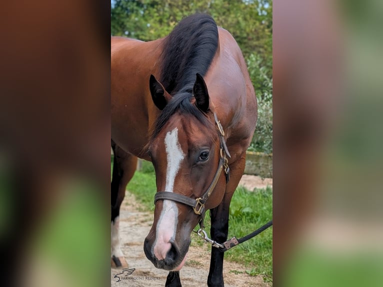 American Quarter Horse Giumenta 5 Anni 154 cm Baio in Büttelborn