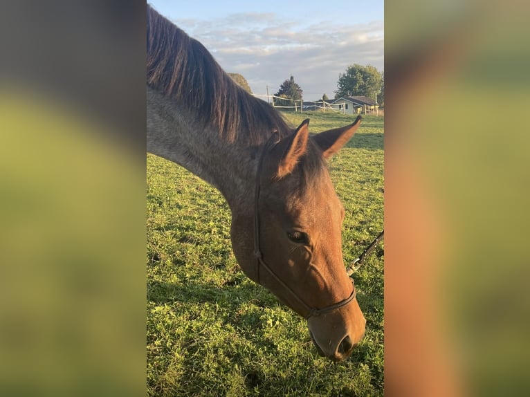 American Quarter Horse Giumenta 5 Anni 154 cm Baio roano in Allgäu