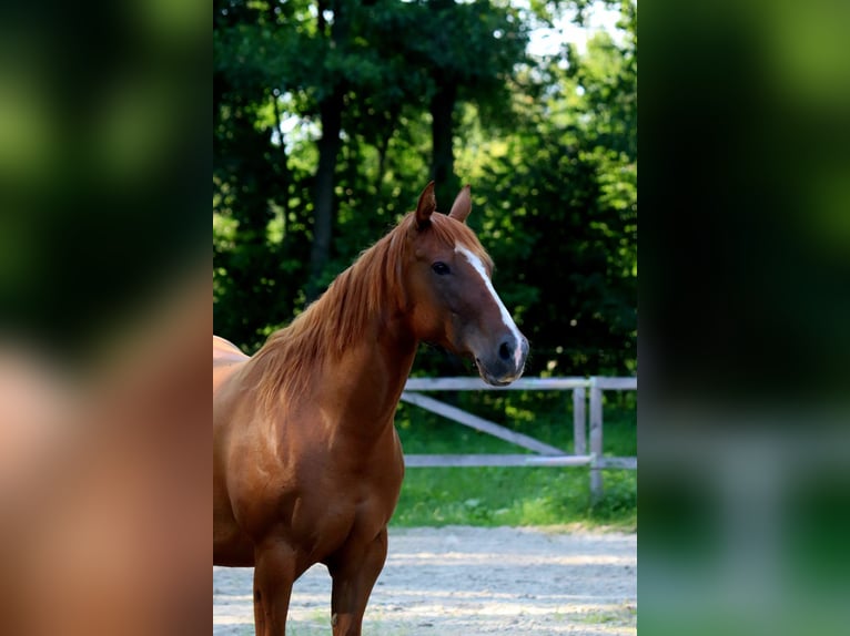 American Quarter Horse Giumenta 5 Anni 154 cm Sauro in Zossen