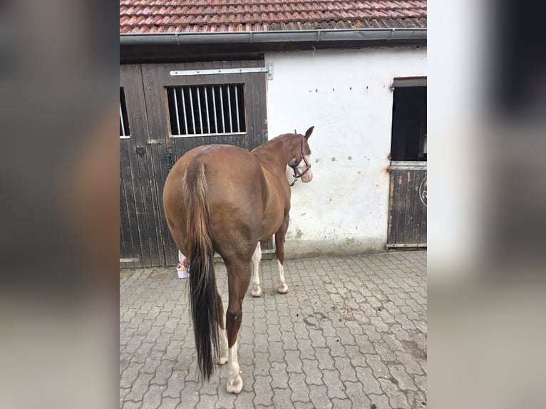 American Quarter Horse Giumenta 5 Anni 154 cm Sauro in Freystadt